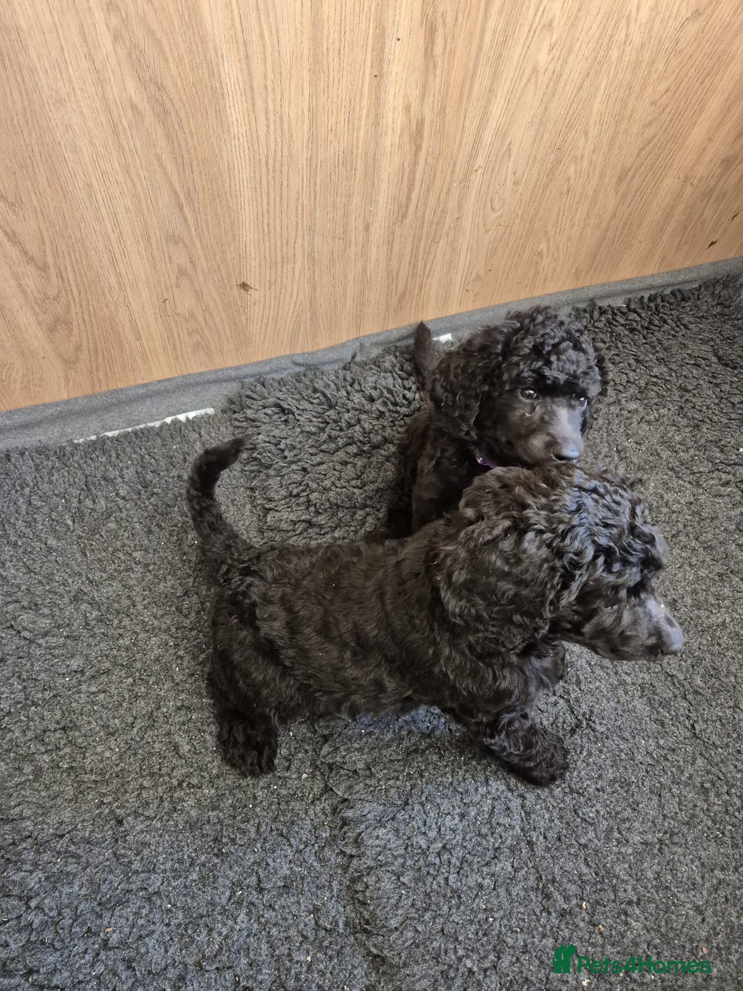 Standard Poodle dogs for sale: outstanding litter of standard poodle pups - Advert 8