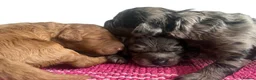 Cockapoo dogs for sale: F1b health tested cockapoo babies  - Advert 2