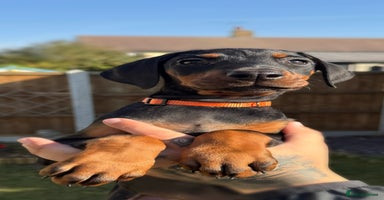 Dobermann dogs - Advert 7