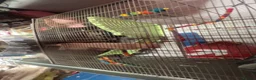 Ferret rodents for sale: ferret Mochi for sale with cage and food in Dudley - Advert 3