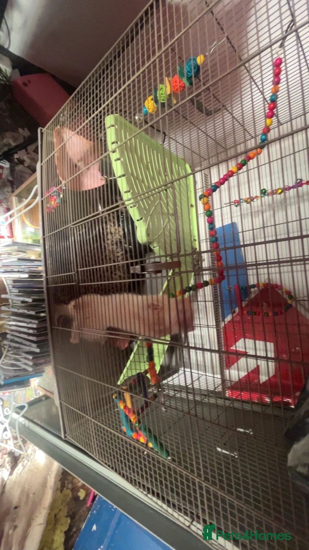 Ferret rodents for sale: ferret Mochi for sale with cage and food in Dudley - Advert 3