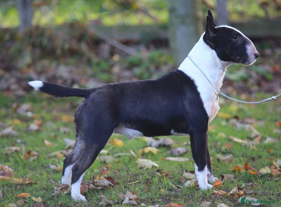 Miniature Bull terrier dogs for sale: MinatureBullTerrier Pups HealthTested TopPedigree in Preston - Advert 17