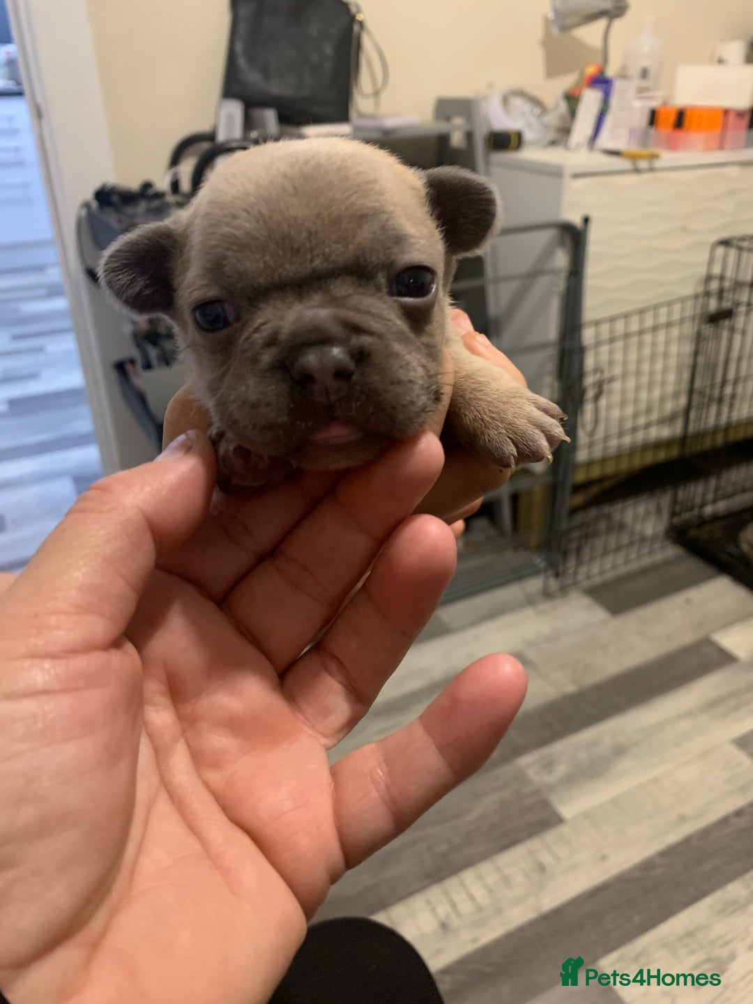 French Bulldog dogs for sale: French bulldogs  - Advert 9