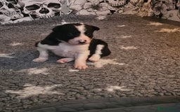Border Collie dogs for sale: Unique blue merle border collie puppies - Image 13