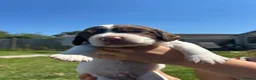 English Springer Spaniel dogs for sale: READY FOR THEIR NEW HOMES!! KC registered - Advert 18