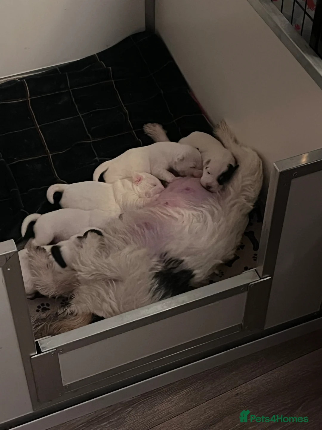 Parson Russell dogs for sale: PRT male 13 weeks old in Bideford - Advert 3