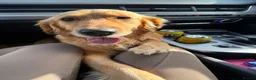 Golden Retriever dogs for sale: Golden Retriever Puppies - Advert 33