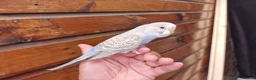 Budgerigars birds for sale: Super silly hand tamed baby budgies  - Advert 19