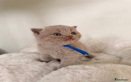 British Shorthair cats for sale: 7 British Shorthair Kittens TICA®️ – Import Lines - Image 14