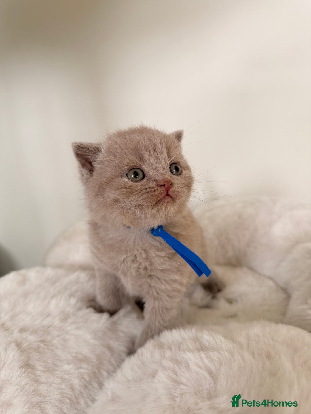 British Shorthair cats for sale: 7 British Shorthair Kittens TICA®️ – Import Lines - Image 14
