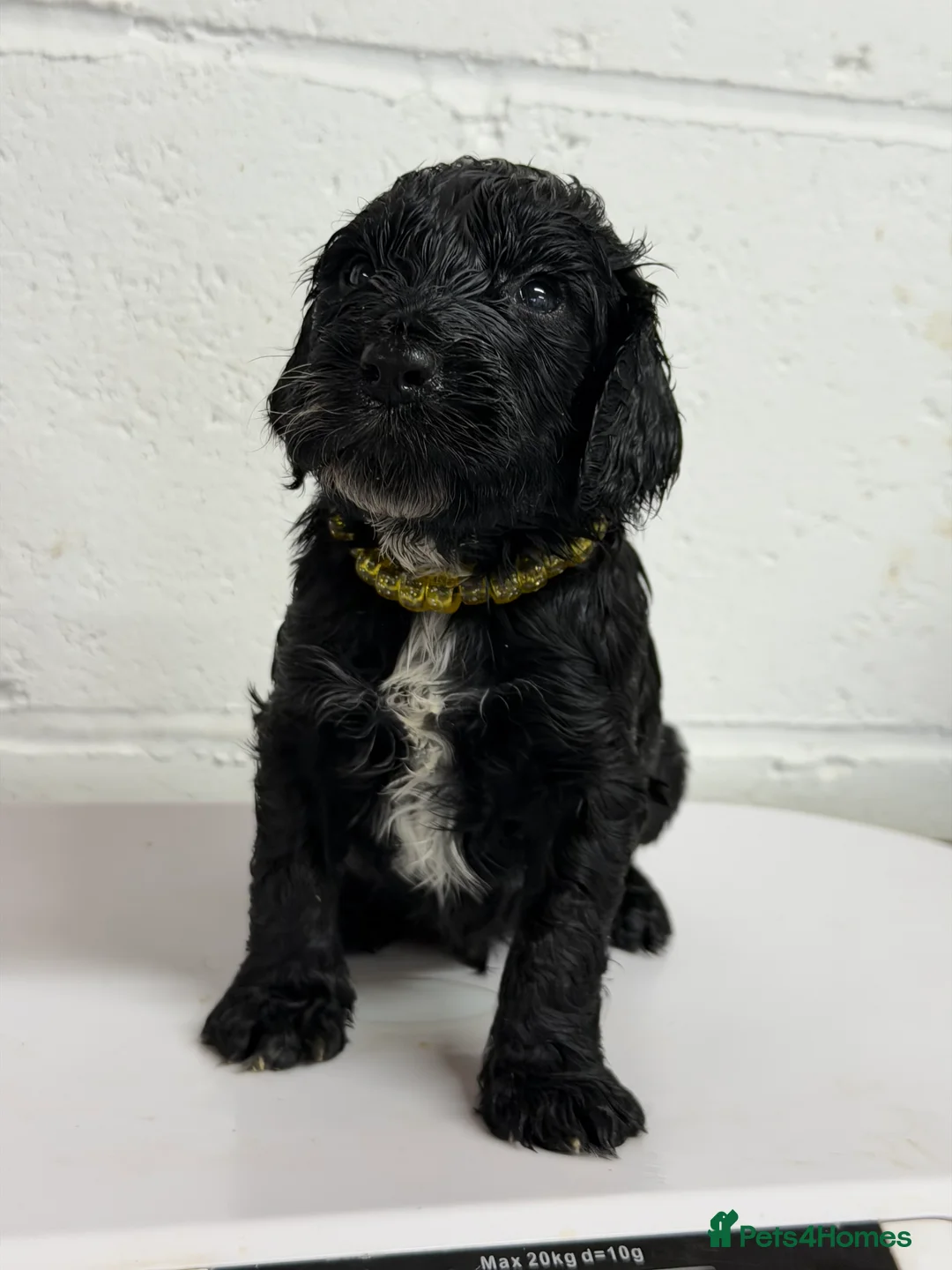 Cockapoo dogs for sale: 2 boys left F1 cockapoos ready to go  - Advert 5