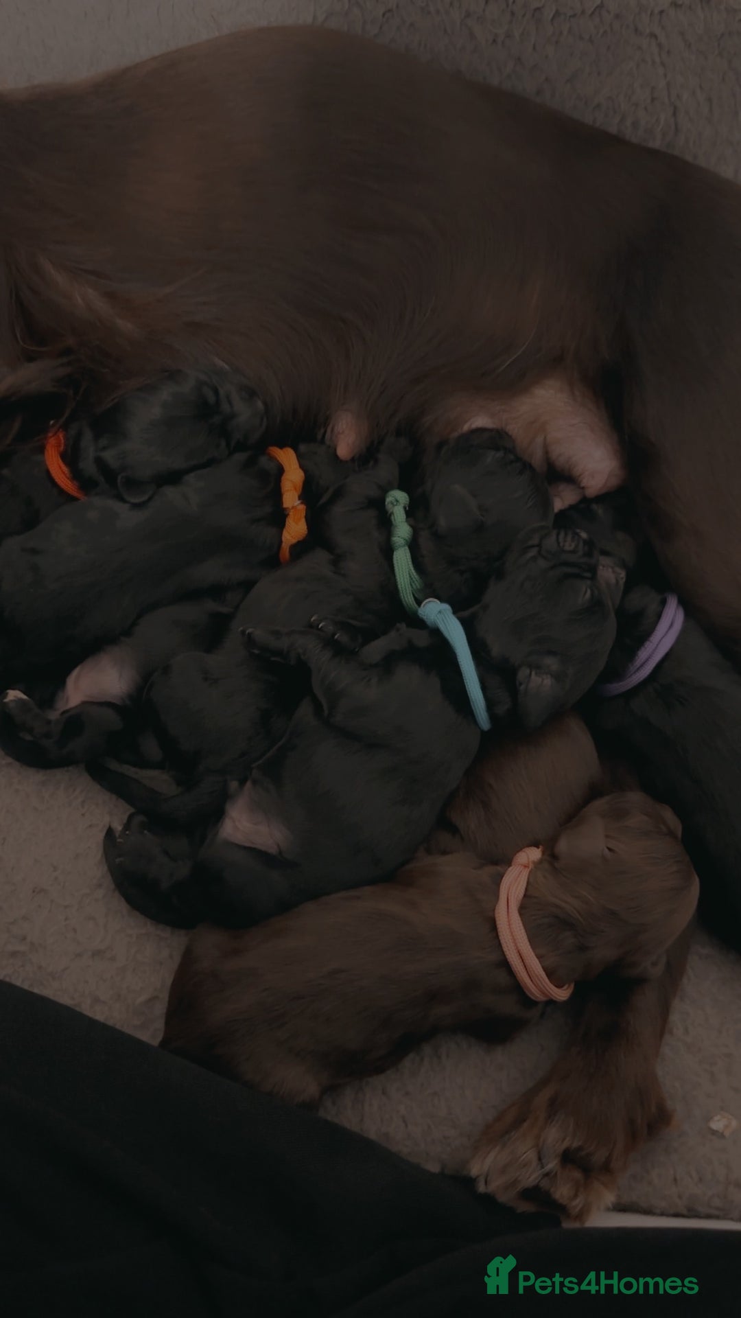 Cockapoo dogs for sale: COCKAPOO PUPPIES! READY TO LEAVE NOW🐾 - Advert 1