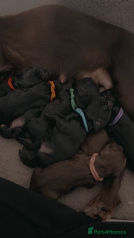 Cockapoo dogs COCKAPOO PUPPIES! READY TO LEAVE NOW🐾 - Advert 1