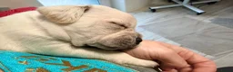 Mixed Breed dogs for sale: Frenchie x Yorkipoo Puppies –Homes Wanted 🐾 in Leeds - Advert 9