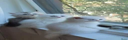 British Longhair cats for sale: Pedigree/Executive/Top quality white kitty left - Advert 9