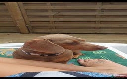 Miniature Dachshund dogs for sale: Stunning miniature dachshund puppies  - Advert 3