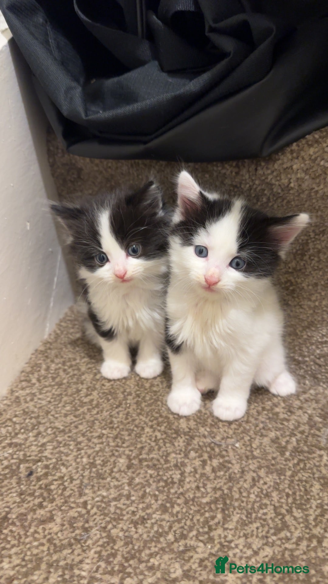 Mixed Breed cats Adorable fluffy kittens for sale - Advert 17