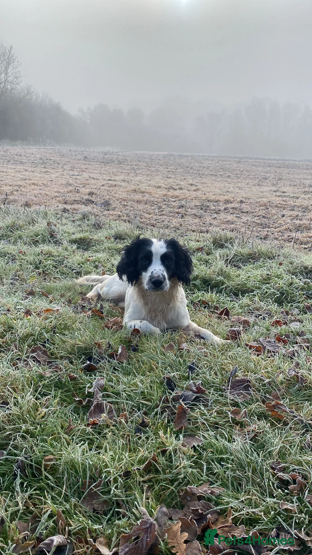 English Springer Spaniel dogs for stud: Health tested working English Springer for stud  in Stockbridge - Advert 3