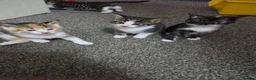 British Shorthair cats for sale: Georgous confident kitten  in Bexhill-on-Sea - Advert 6