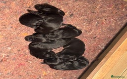 Cocker Spaniel dogs for sale: Gorgeous Cocker spaniel puppies for sale  - Image 5
