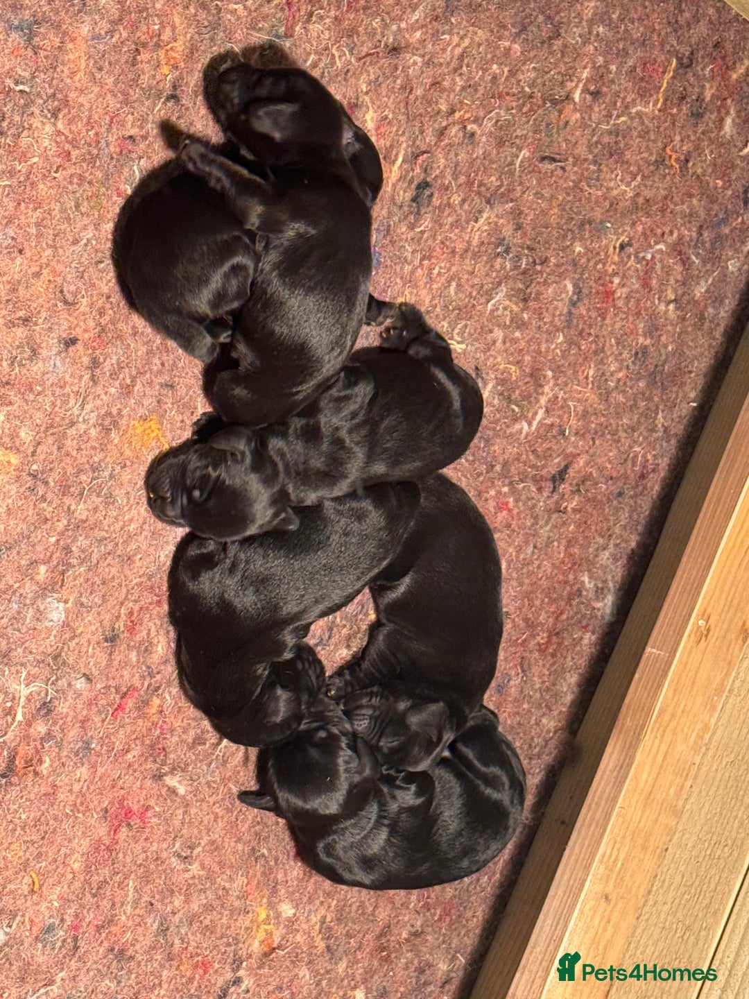 Cocker Spaniel dogs for sale: Gorgeous Cocker spaniel puppies for sale  - Image 5
