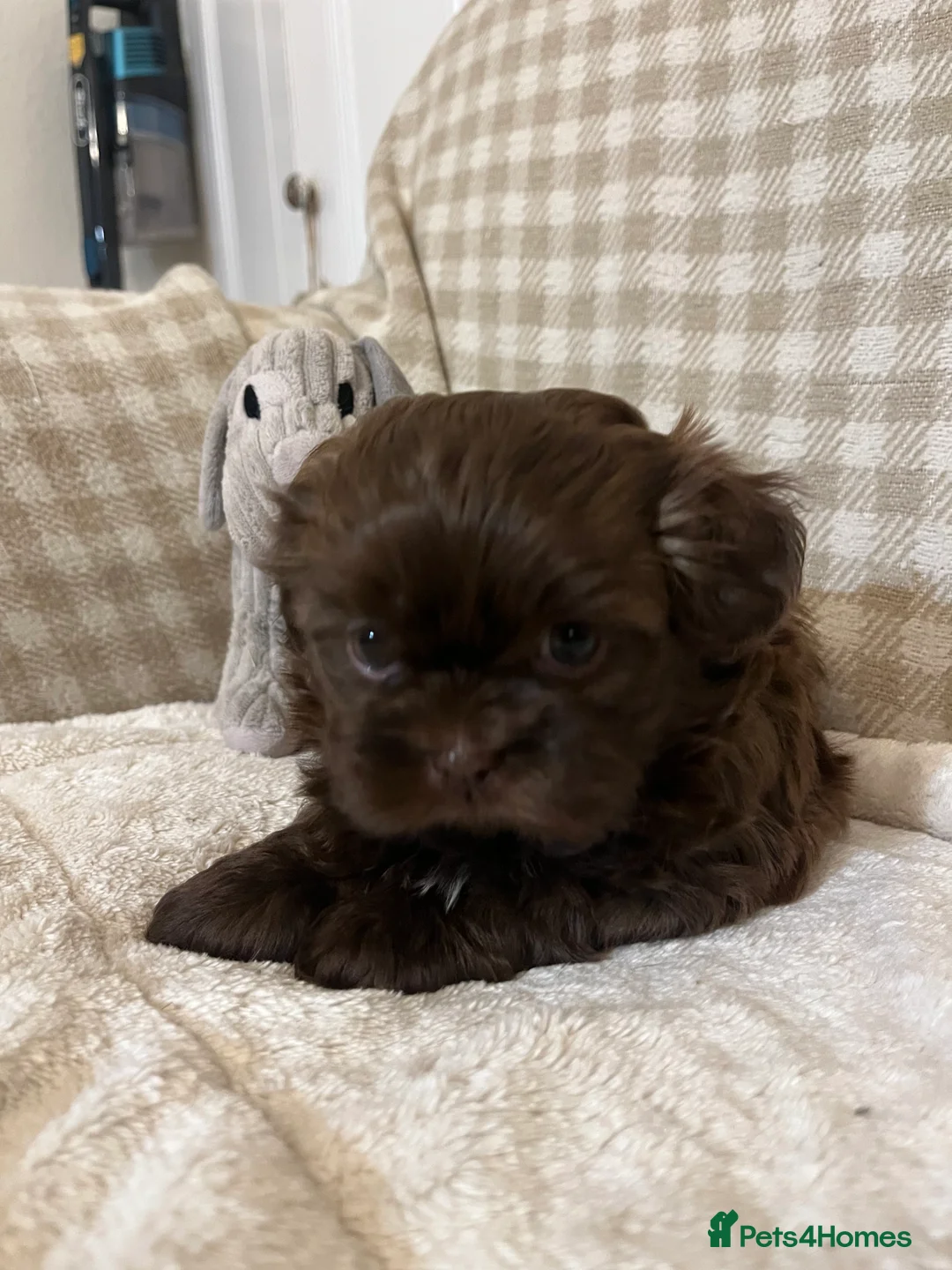 Shih Tzu dogs for sale: Adorable lavender & chocolate Shih Tzu puppies  - Advert 13
