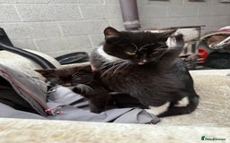 Mixed Breed cats for sale: Beautiful female kitten  - Advert 5