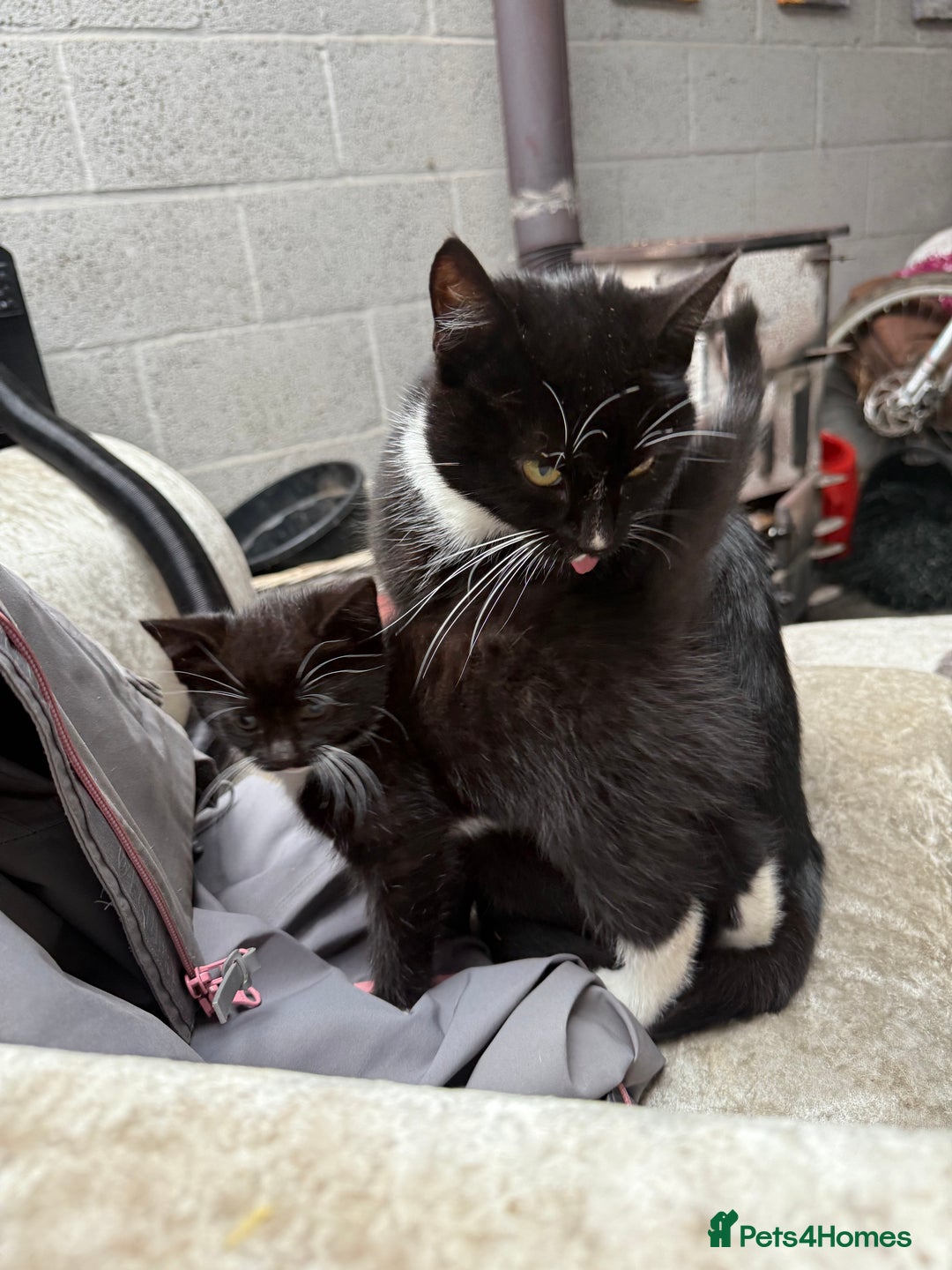 Mixed Breed cats for sale: Beautiful female kitten  - Advert 5