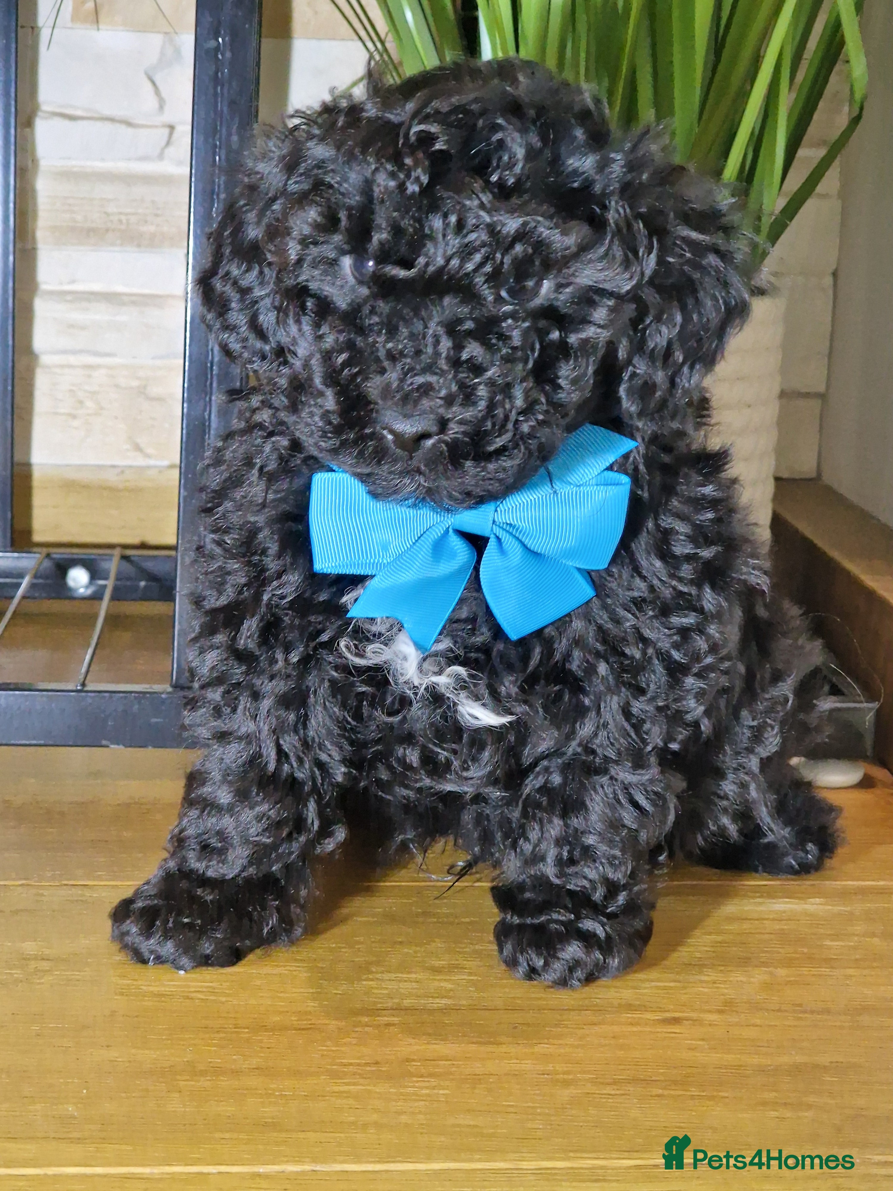 Maltipoo dogs Maltipoo 2 left - Advert 3