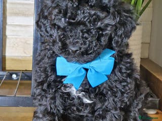 Maltipoo dogs Maltipoo 2 left - Advert 3