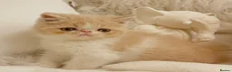 Exotic cats for sale: Show Quality Exotic kittens (TICA) - Advert 7
