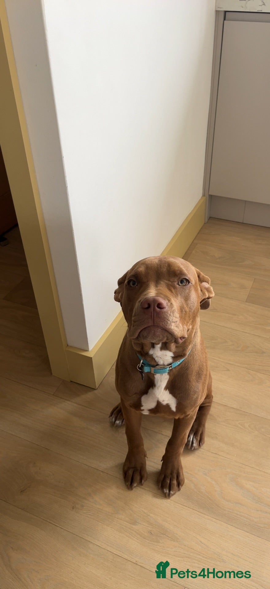 Mixed Breed dogs Sweetest girl looking for her forever home  - Advert 5