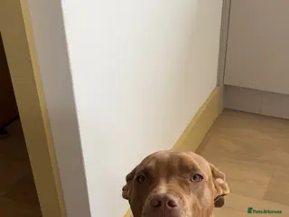 Mixed Breed dogs Sweetest girl looking for her forever home - Advert 5