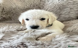 Golden Retriever dogs for sale: KC REGISTERED GOLDEN RETRIEVER PUPS - Image 4