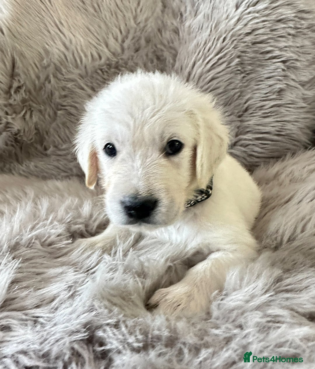 Golden Retriever dogs for sale: KC REGISTERED GOLDEN RETRIEVER PUPS - Image 4