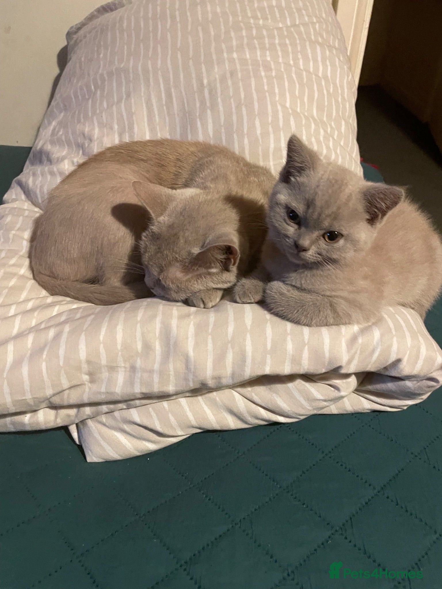 Mixed Breed cats Selling 12 week old kitten. - Advert 2