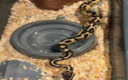 Python Snake reptiles for sale: Selection of Royals for sale - Image 4