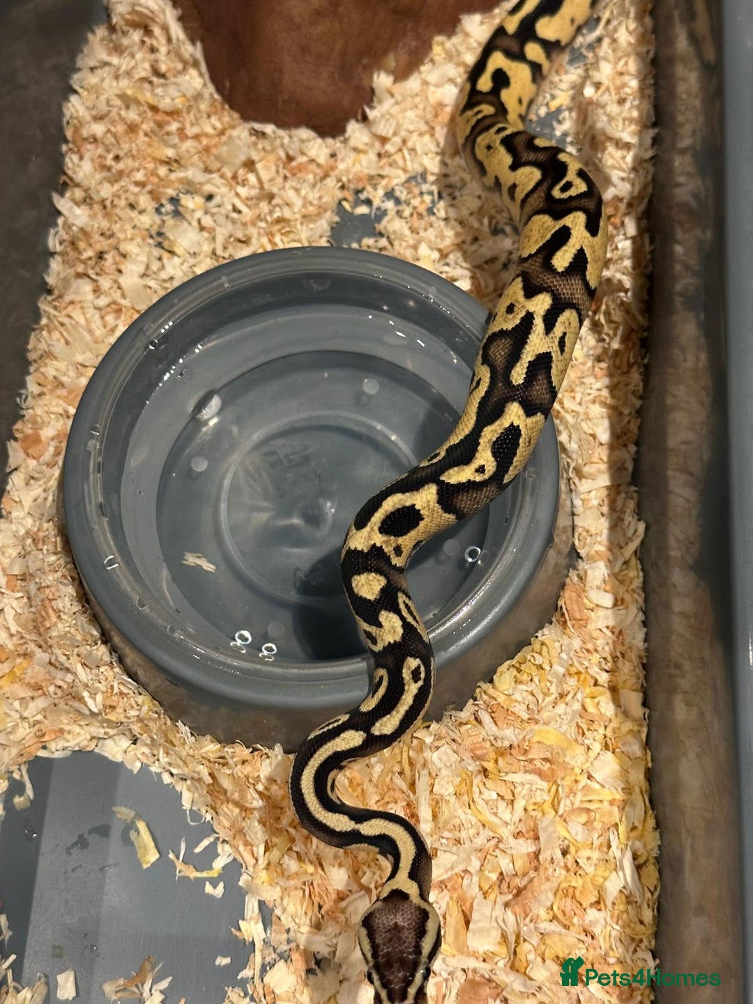 Python Snake reptiles for sale: Selection of Royals for sale - Image 4