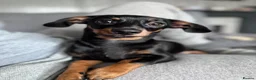 Mixed Breed dogs for sale: Chiweenie brother and sister. MUST GO TOGETHER in Jarrow - Advert 3