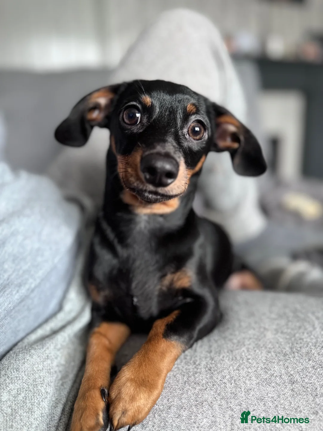 Mixed Breed dogs for sale: Chiweenie brother and sister. MUST GO TOGETHER in Jarrow - Advert 3
