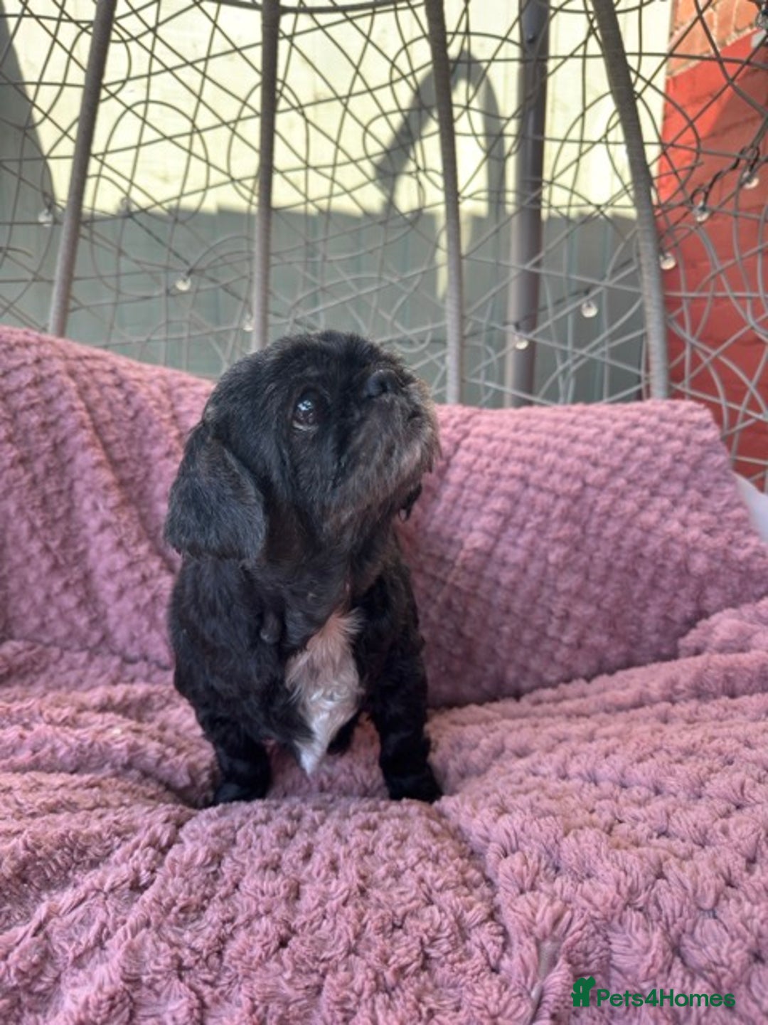 Shih Tzu dogs for sale: 2 shih tzu girls for rehome - Image 3