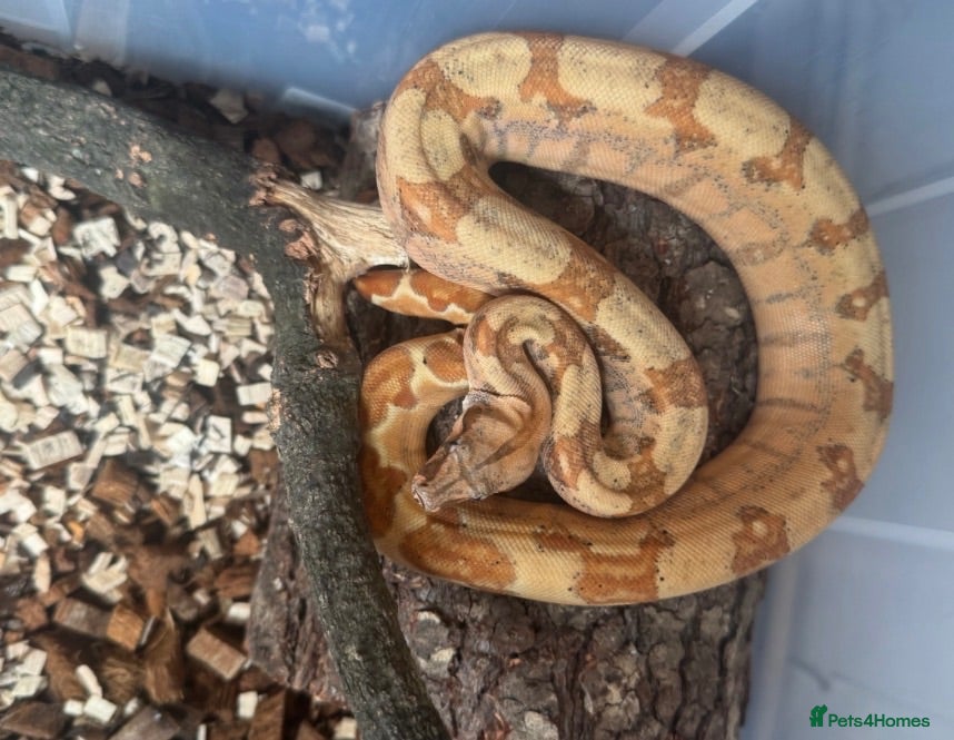 Boa Snake reptiles Female HYPO het VPI T+ may2025 - Advert 17