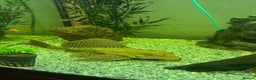 Plecos fish for sale: Sailfin pleco - Advert 1