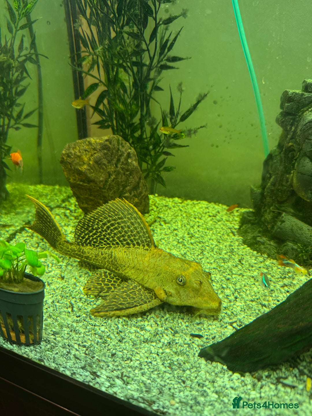 Plecos fish for sale: Sailfin pleco - Advert 1