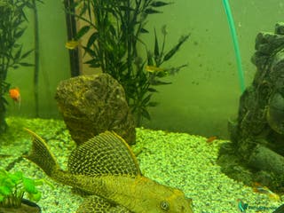 Plecos fish Sailfin pleco - Advert 4