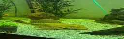 Plecos fish for sale: Sailfin pleco - Advert 1