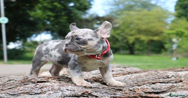 French Bulldog dogs - Advert 10