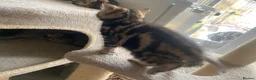 Mixed Breed cats for sale: Stunning 8 week old mix breed kittens  - Advert 26