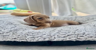 Miniature Dachshund dogs - Advert 11