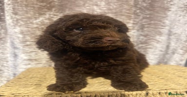Cavapoo dogs - Advert 7